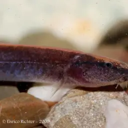 Chocolate Scissor-tailed Loach, photo 2