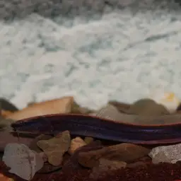 Chocolate Scissor-tailed Loach, photo 3