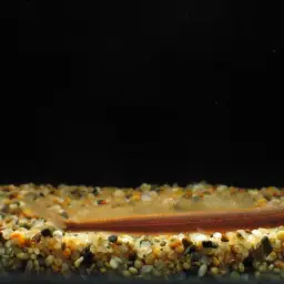 Chocolate Scissor-tailed Loach, photo 4