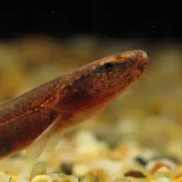 Chocolate Scissor-tailed Loach, photo 5