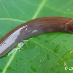 Chocolate Scissor-tailed Loach, photo 6