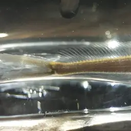 Chocolate Scissor-tailed Loach, photo 7