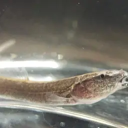 Chocolate Scissor-tailed Loach, photo 8