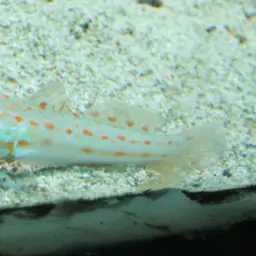 Diamond Watchman Goby, photo 1