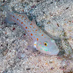 Diamond Watchman Goby, photo 2