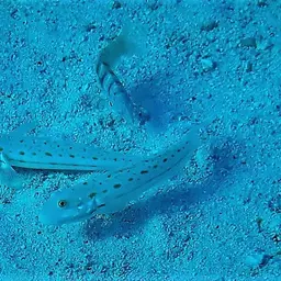 Diamond Watchman Goby, photo 3