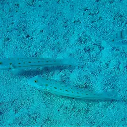 Diamond Watchman Goby, photo 4