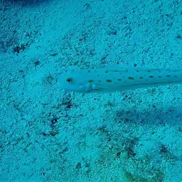 Diamond Watchman Goby, photo 5