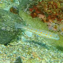 Diamond Watchman Goby, photo 6