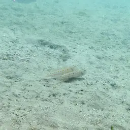 Diamond Watchman Goby, photo 7
