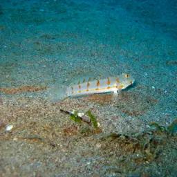 Diamond Watchman Goby, photo 8
