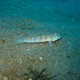 Diamond Watchman Goby, photo 9