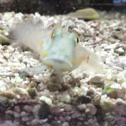 Diamond Watchman Goby, photo 10