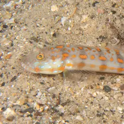 Diamond Watchman Goby, photo 11