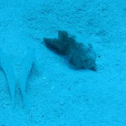 Diamond Watchman Goby, photo 12