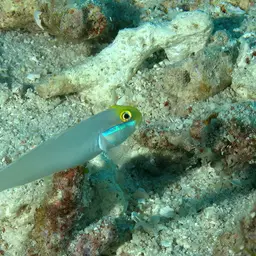 Golden Head Sleeper Goby