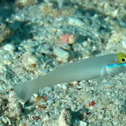 Golden Head Sleeper Goby, photo 2