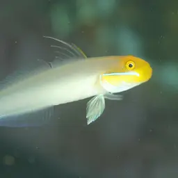 Golden Head Sleeper Goby, photo 3