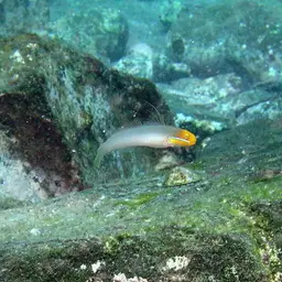 Golden Head Sleeper Goby, photo 4