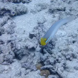 Golden Head Sleeper Goby, photo 5