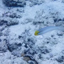 Golden Head Sleeper Goby, photo 6