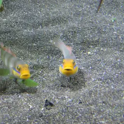 Golden Head Sleeper Goby, photo 7