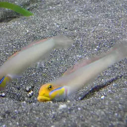 Golden Head Sleeper Goby, photo 8