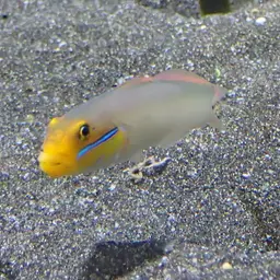 Golden Head Sleeper Goby, photo 9