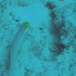 Golden Head Sleeper Goby, photo 10