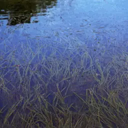 Eelgrass