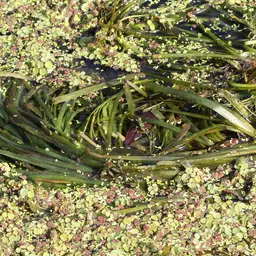 Tape grass, photo 2