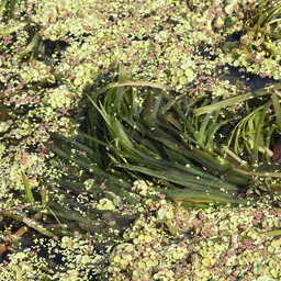 Tape grass, photo 3