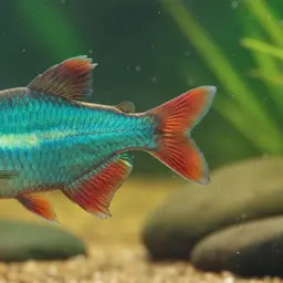 Van Heurn's Rainbowfish, photo 2