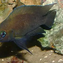 Moore's Lamprologus