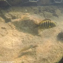Moore's Lamprologus, photo 2