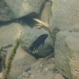 Moore's Lamprologus, photo 3