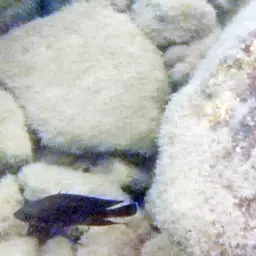 Moore's Lamprologus, photo 4