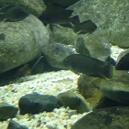 Moore's Lamprologus, photo 5