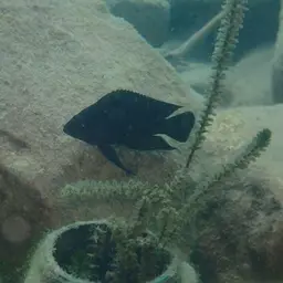 Moore's Lamprologus, photo 6