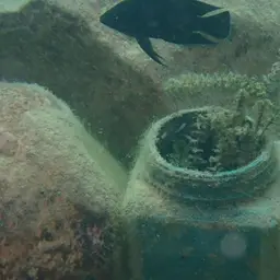 Moore's Lamprologus, photo 7