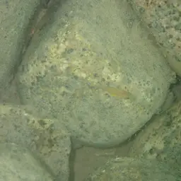 Moore's Lamprologus, photo 8