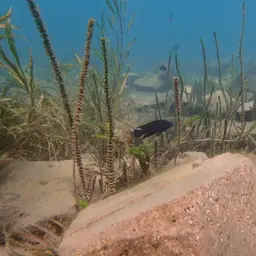 Moore's Lamprologus, photo 9