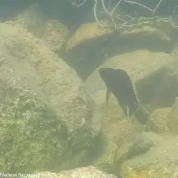 Moore's Lamprologus, photo 10