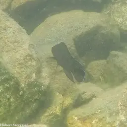 Moore's Lamprologus, photo 11
