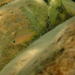 Moore's Lamprologus, photo 12