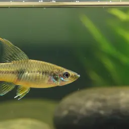 Variable Platyfish, photo 1