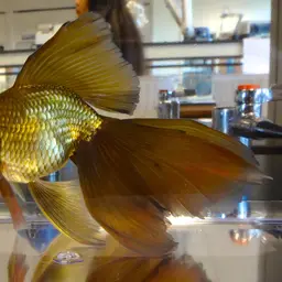 Veiltail Goldfish, photo 1