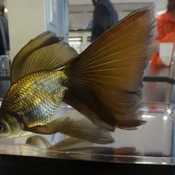Veiltail Goldfish, photo 2
