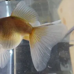 Veiltail Goldfish, photo 3