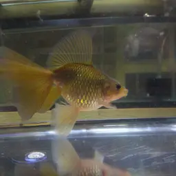 Veiltail Goldfish, photo 4